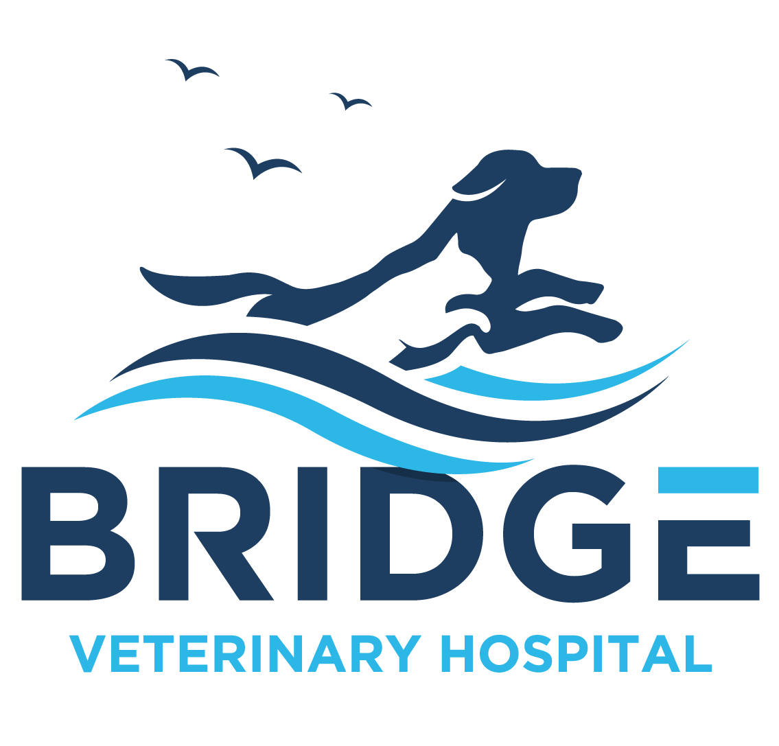 Bridge Veterinary Hospital